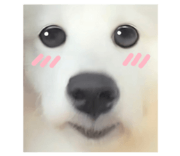 ลายที่ 15