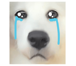 ลายที่ 17