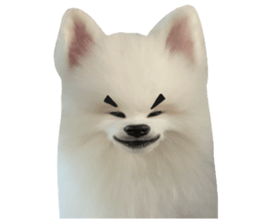 ลายที่ 19