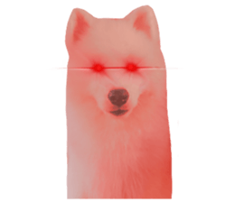 ลายที่ 21