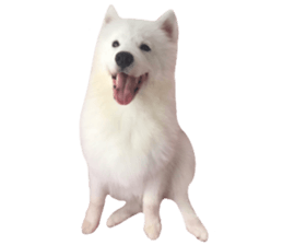 ลายที่ 29