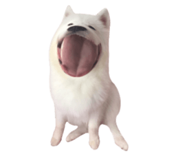 ลายที่ 31