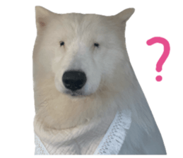 ลายที่ 37