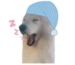 ลายที่ 43