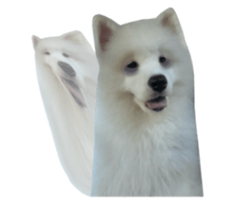 ลายที่ 45