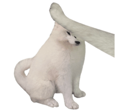 ลายที่ 47