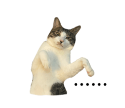 488338816
