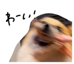 488688467
