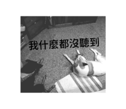 488751323