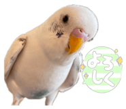 489127253