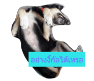 48916223