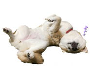 489655409