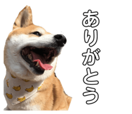 489953009