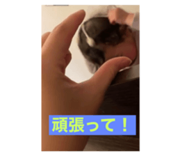 490231916