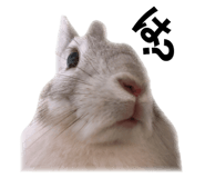 490302146