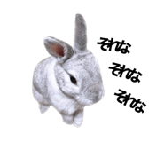 490302147