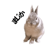 490302149