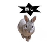 490302155