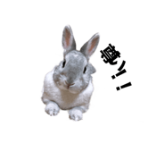 490302164