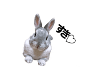490302165