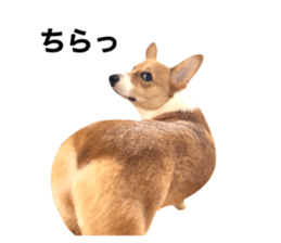 490521823
