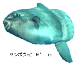490525772