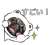 490538767
