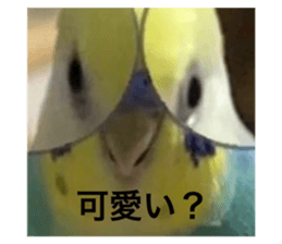 490815307