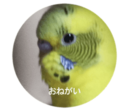 490815309