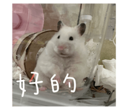 491080544