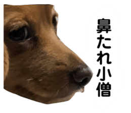 492054511