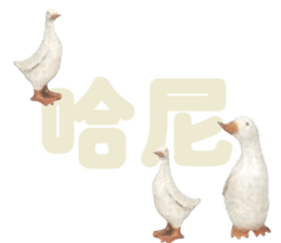 492080066