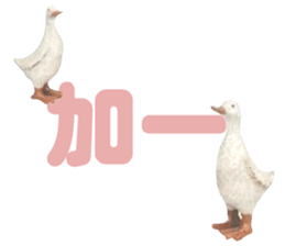 492080074