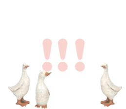 492080083