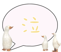 492080285