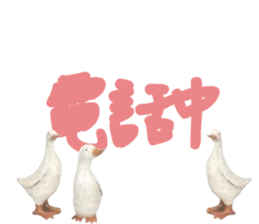 492080387