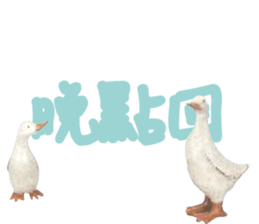 492080388