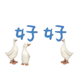 492080627