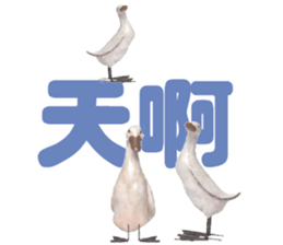 492081116