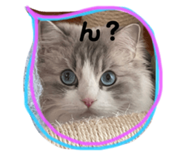 492101624