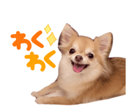 492266571