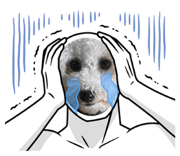 492275417