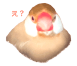 492618871