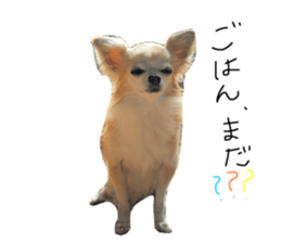 492701919