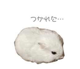 492703271