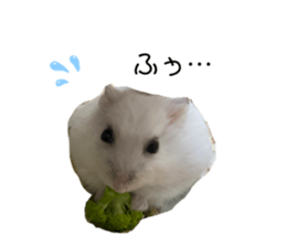492703275
