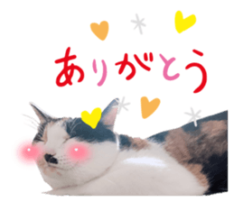 492820750