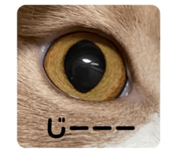 492941861