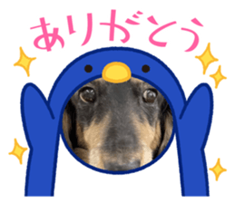 492953621