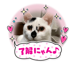 493046002